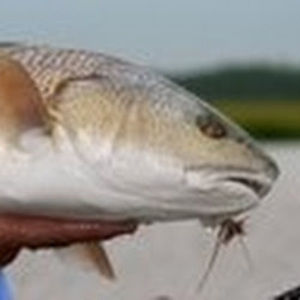 Meet your Posher, Gordon